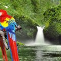 colorful parrots by a wonderful waterfall