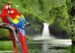 colorful parrots by a wonderful waterfall
