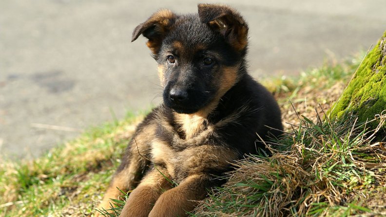 german_shepherd_puppy.jpg