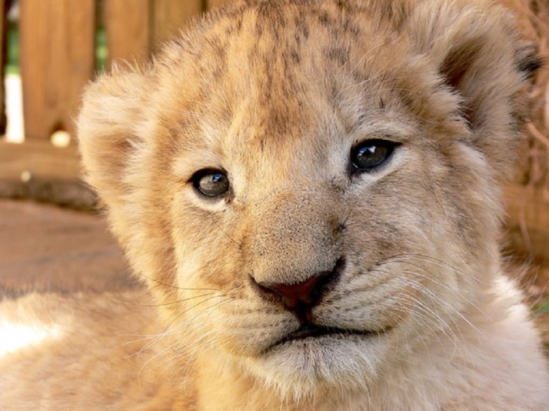 lion_cub.jpg