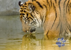 tiger, drinking