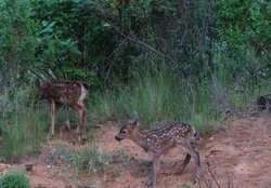 Deer calfs