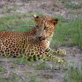 Leopard at the Water Hole