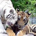 Tiger Lovers