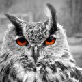 Owl with Orange Eyes