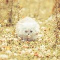Fluffy kitten