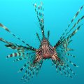 Red lion fish