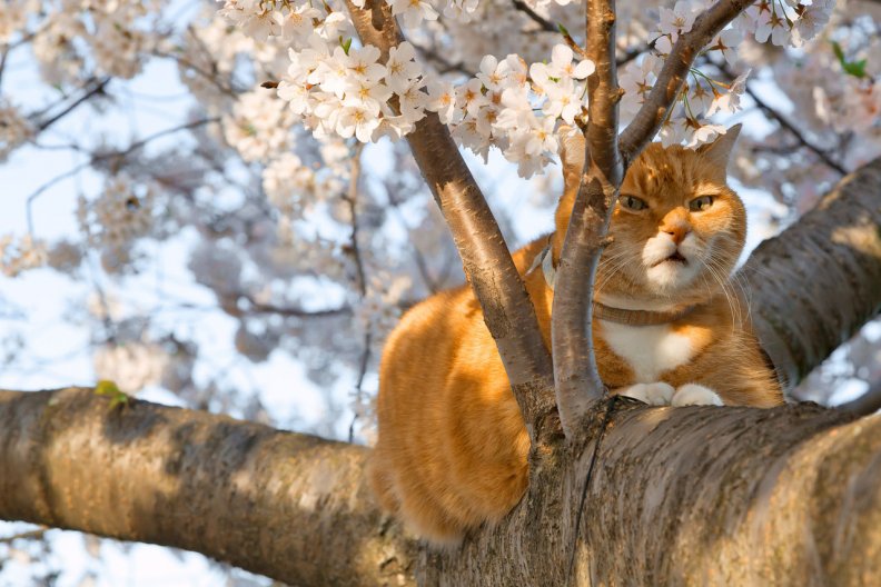 cherry_blossom_kitty.jpg