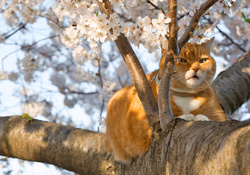 Cherry Blossom Kitty