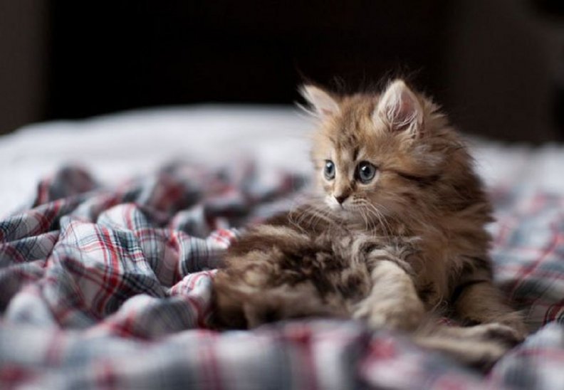little_cute_kitten.jpg