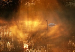 swan in the mist