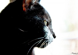 Black Cat Stare