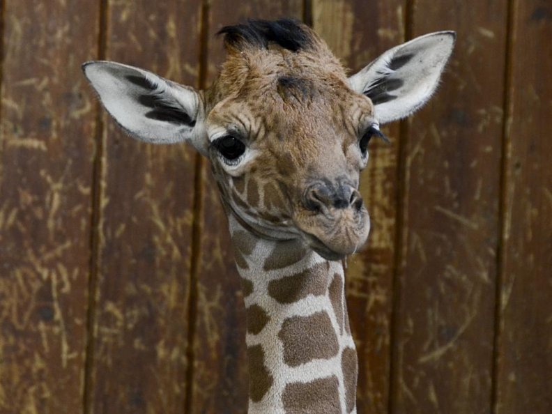 baby_giraffe_artis_zoo_amsterdam_netherlands.jpg