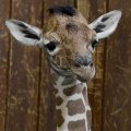 Baby Giraffe Artis Zoo Amsterdam, Netherlands
