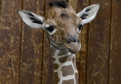 Baby Giraffe Artis Zoo Amsterdam, Netherlands