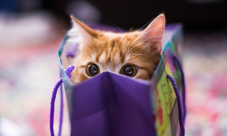 kitten_hiding_in_a_blue_bag.jpg