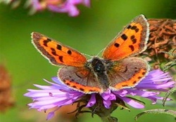 Orange butterfly on a flower