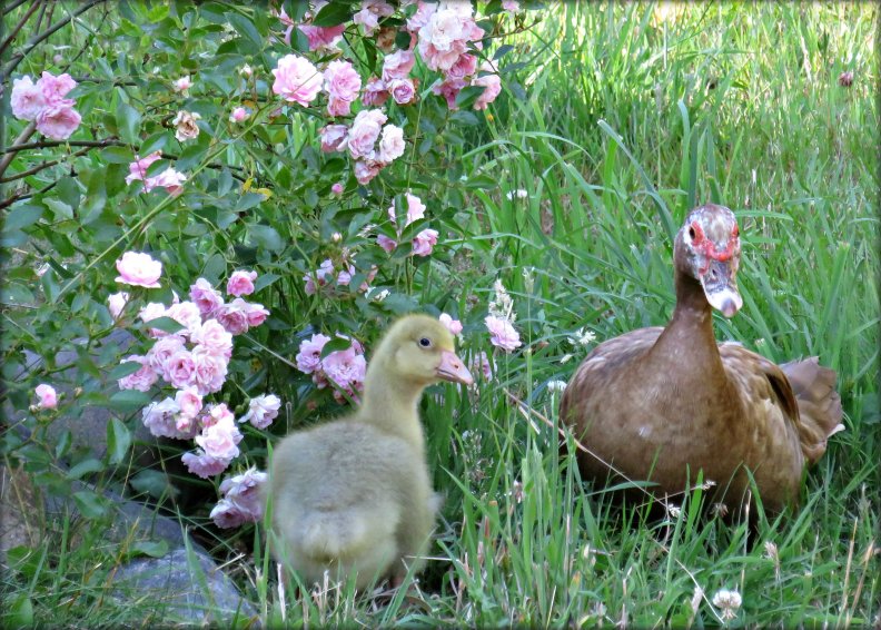 little gosling does not like to eat Mosquitoes like mommy duck