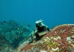 Sea Iguana