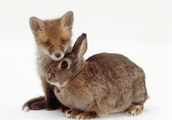 Fox and a rabbit