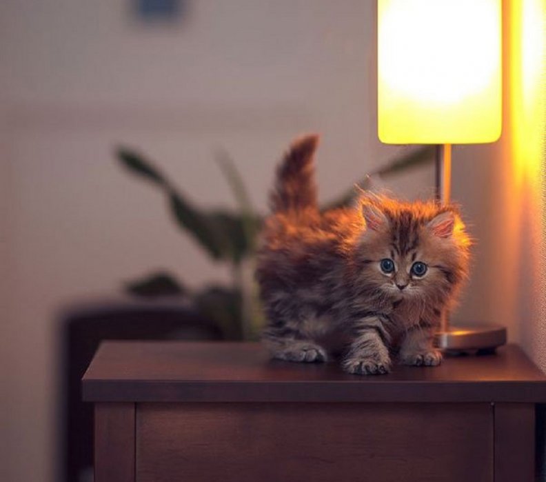 cute_little_kitty.jpg