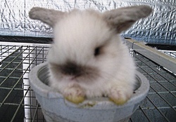 bunny in a bucket