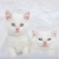 Cute white kittens