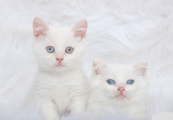 Cute white kittens