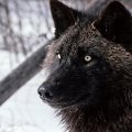 dark wolf