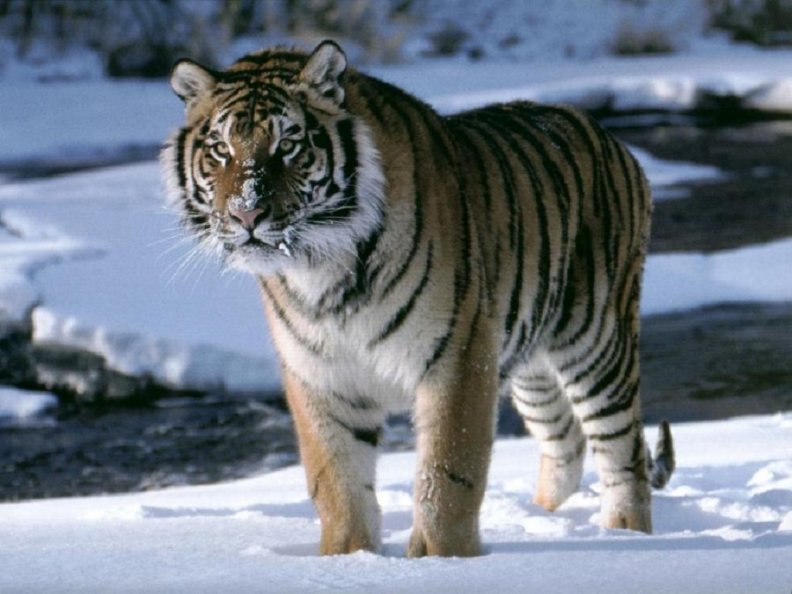 Syberian Tiger