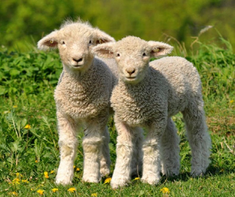 two_little_lambs.jpg