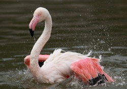 Flamingo shower