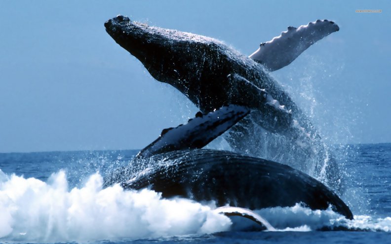 humpback.jpg
