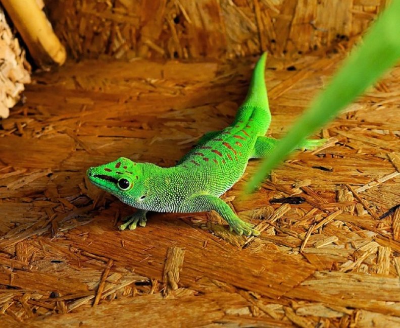 beautiful_green_lizard.jpg