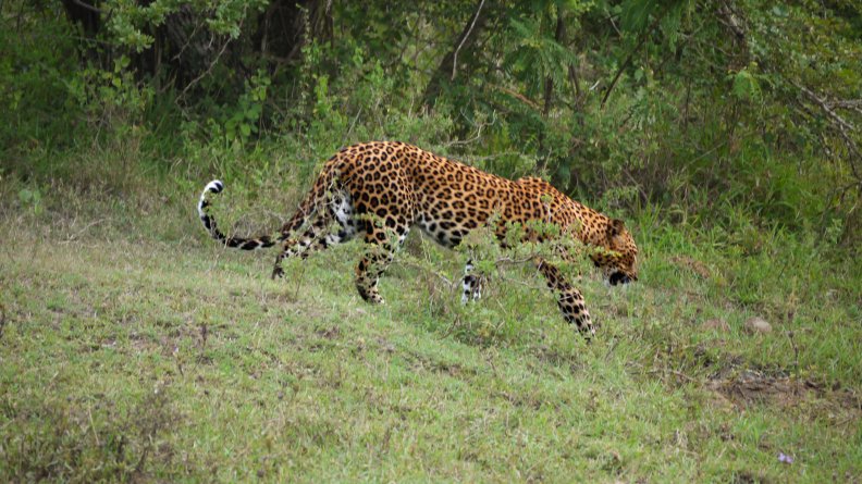 stalking_leopard.jpg
