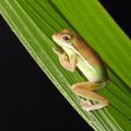 FROG ON REED