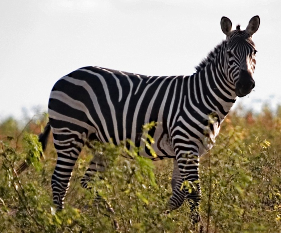 Grant zebra