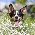 * Dog on flowering field *