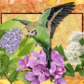 BUDGIE WITH LILACS