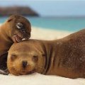 Seals, Mother & Baby At Beach