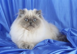 beautiful cat on blue background