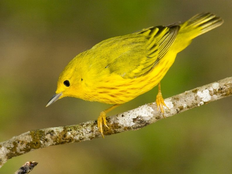 little_yellow_bird.jpg