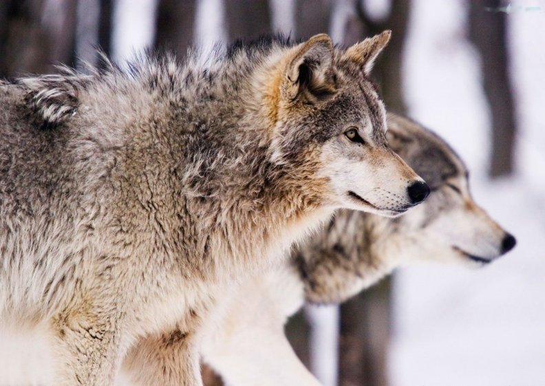 wolves.jpg