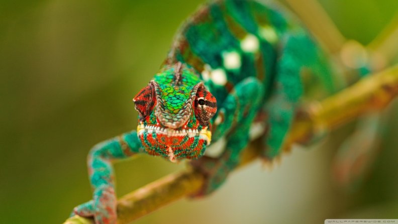 colorful_chameleon.jpg