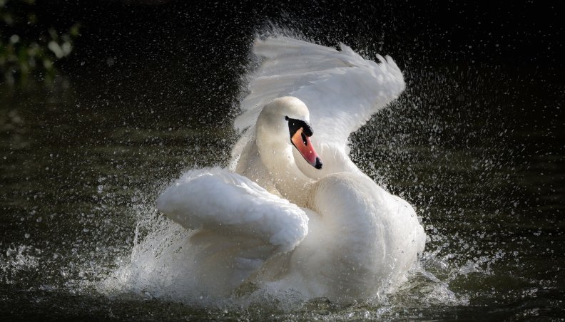 * White swan *