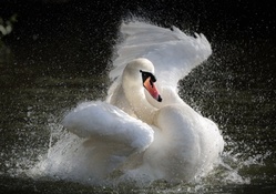 * White swan *