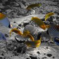 Colorful Fish on Sea Bottom