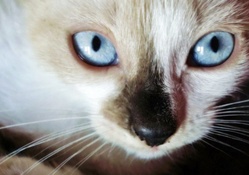 blue eyed