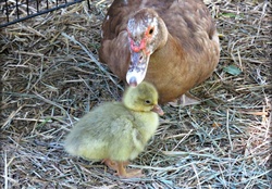 our little muscovy duck (Esther) and the little gosling (goose) she hatched