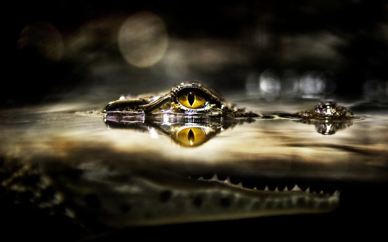 Crocodile Eye Reflection